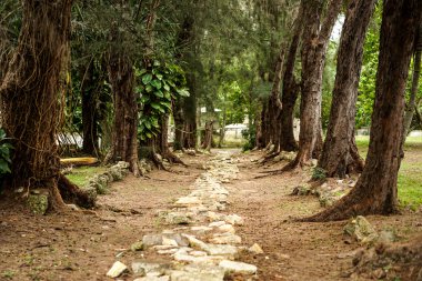 ağaçlar ve stonepaved yol