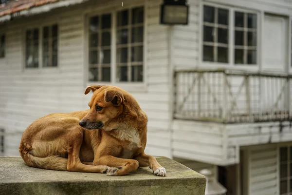 Bruine hond op de muur — Stockfoto