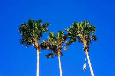 Üç palmiye zirveleri 