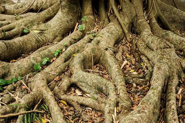 Primeros planos de las raíces del árbol — Foto de Stock