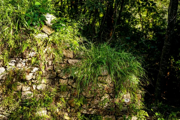 在热带森林中覆盖着植物的石墙. — 图库照片