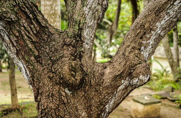 Primer plano del árbol buceado — Foto de Stock