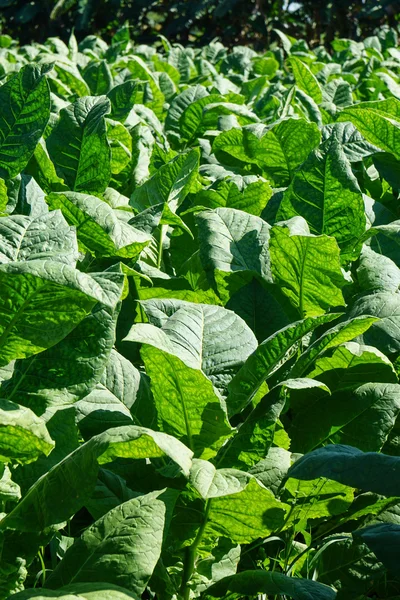 Campo foglie di tabacco — Foto Stock