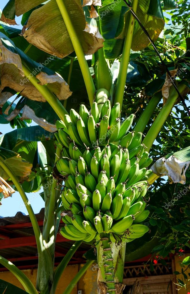 Logo Della Banana Albero Banana Banano Semplice Simbolo Della Pianta Di Progettazione Silhouette 281815297