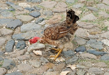 Tavuk yemeğinden sonra arıyorsunuz