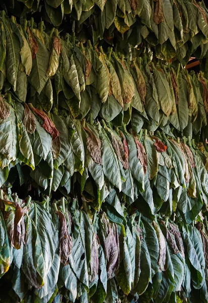 Appeso foglie di tabacco — Foto Stock
