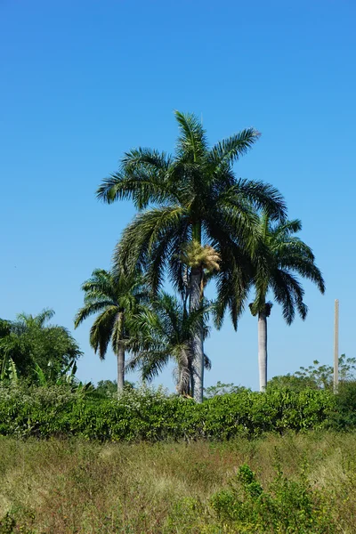 Tierras agrícolas tropicales — Foto de Stock