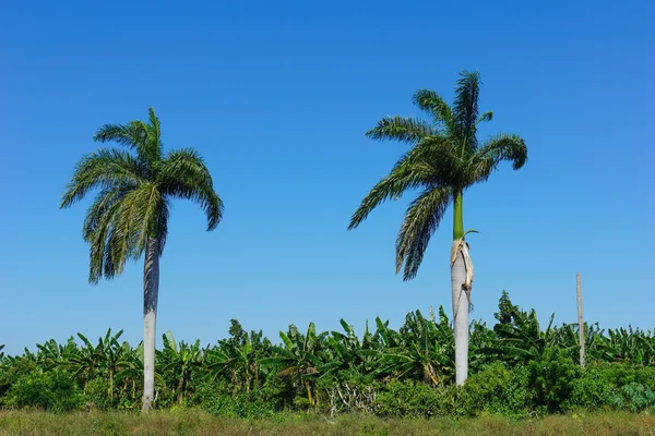 Tierras agrícolas tropicales — Foto de Stock