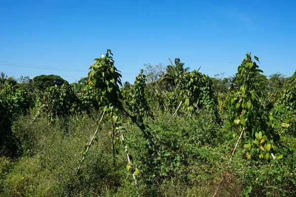 Tropiska jordbruksmark — Stockfoto