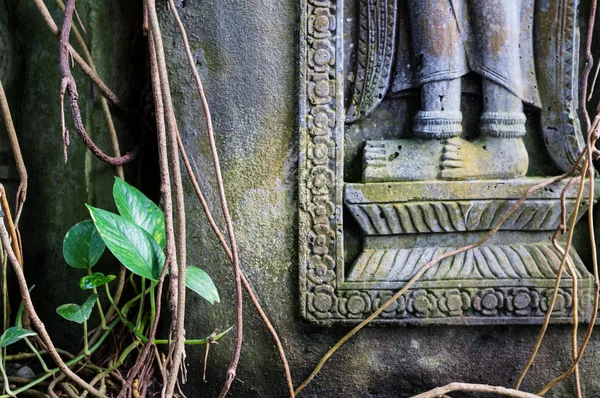 Figure tropicale dans la forêt — Photo