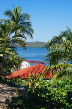 Palmiye ve çatıları arasında bak