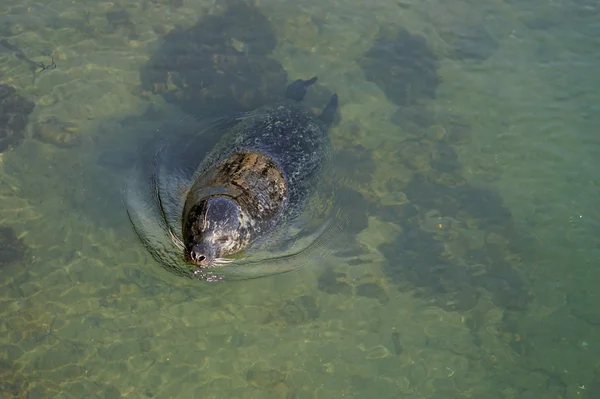 Una foca nadando — Foto de Stock