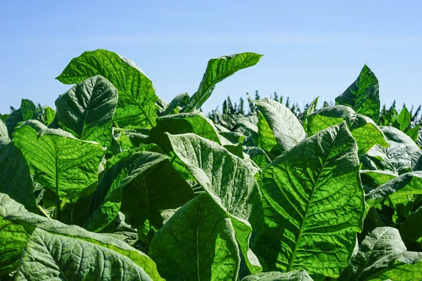 Tabakblätter ernten — Stockfoto