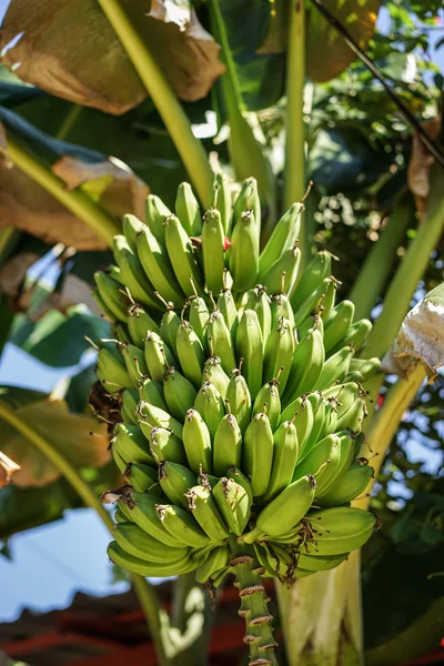 Бананы на банановой пальме — стоковое фото
