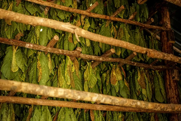 Folhas de tabaco penduradas — Fotografia de Stock