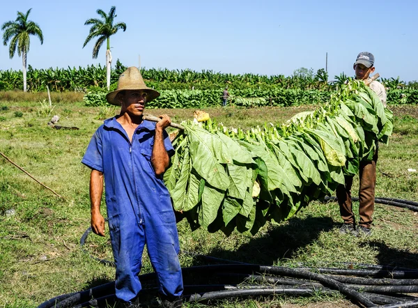 Campo cubano quando as folhas de tabaco são colhidas — Fotografia de Stock