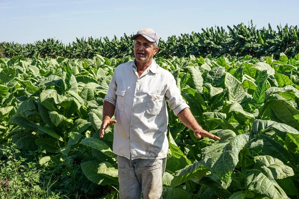 Cubaanse tabak teler in het veld — Stockfoto