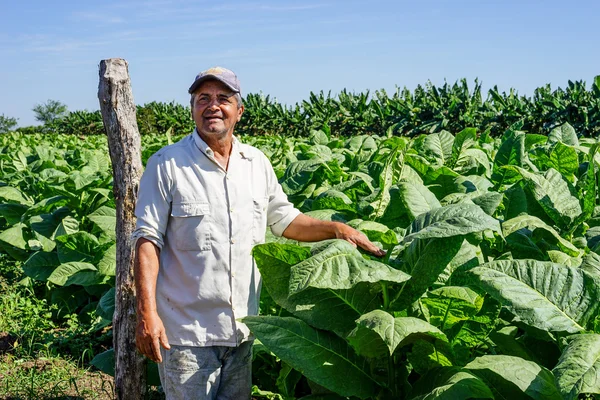 Coltivatore cubano di tabacco sul campo — Foto Stock