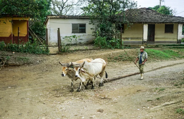 Valle de los ingenios людина і бика — стокове фото