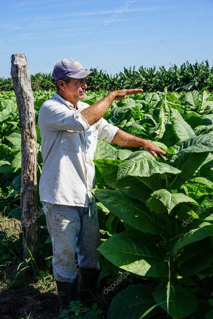 Cuban Tobacco Grower In The Field Stock Editorial Photo Cuban Tobacco Grower In The Field Stock Editorial Photo