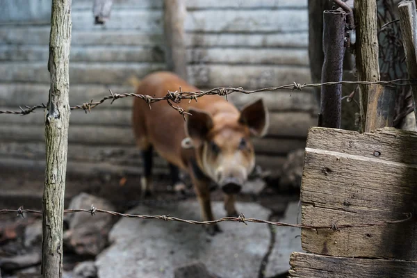 Alter Stacheldraht und Schwein — Stockfoto