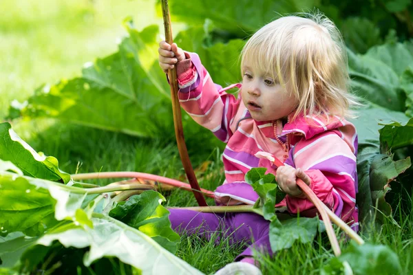 Little girl and Rhubarb — Stock Photo, Image