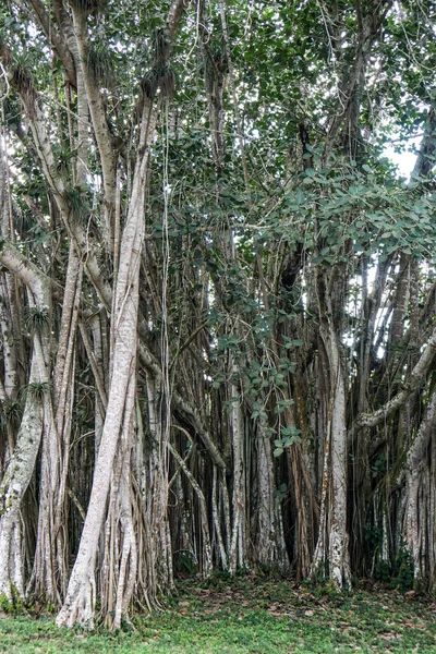 Banyan tree growing in Cuba — Stock Photo, Image