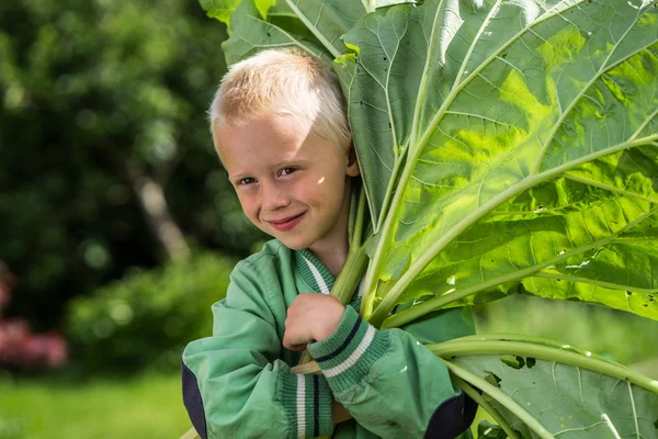 Little jouful boy with Rhubarb — Stock Photo, Image