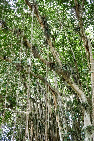 Banyan tree growing in Cuba — Stock Photo, Image