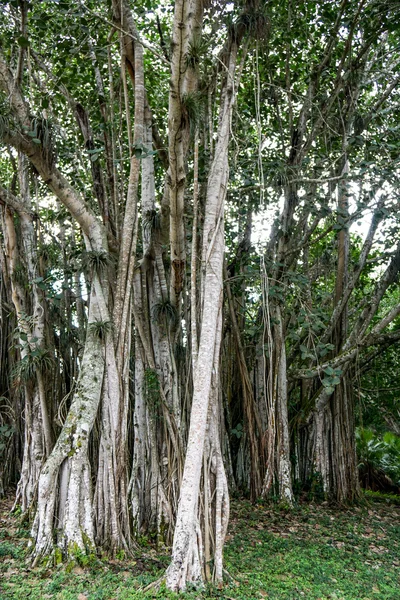 Banyan tree growing in Cuba — Stock Photo, Image