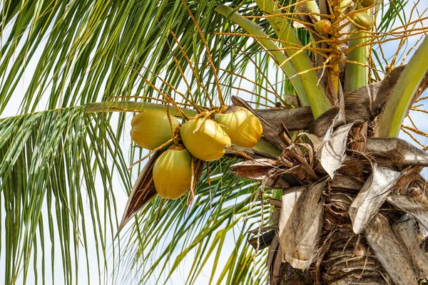 Королевские пальмы Кубы — стоковое фото