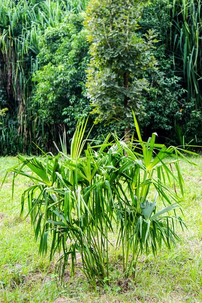 Gröna små unga Palm tree — Stockfoto