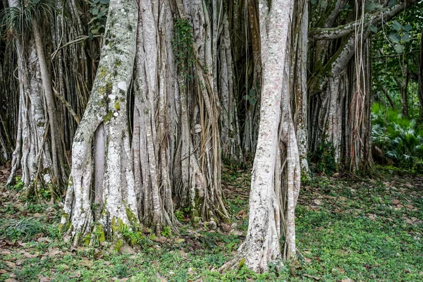 Banyan tree growing in Cuba — Stock Photo, Image