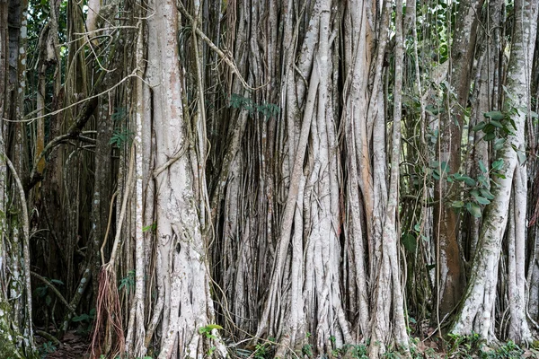 Banyan tree växer i Kuba — Stockfoto
