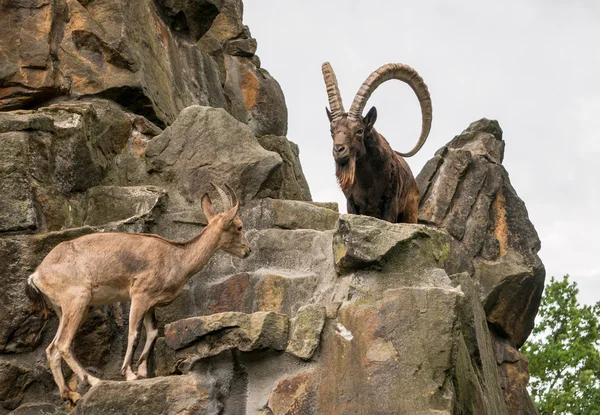 Ein großer sibirischer Steinbock — Stockfoto