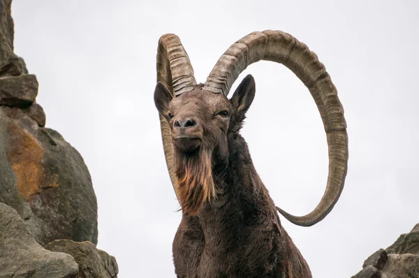 Ein großer sibirischer Steinbock — Stockfoto