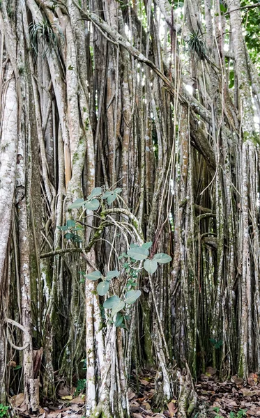 Banyan tree growing in Cuba — Stock Photo, Image