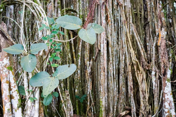 Banyan tree growing in Cuba — Stock Photo, Image