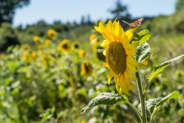Güneşin ayçiçeği çiçekleri