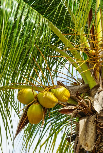 Королевские пальмы Кубы — стоковое фото