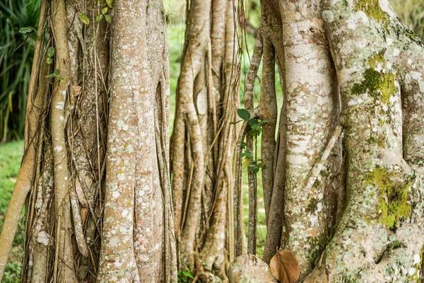 Banyan tree växer i Kuba — Stockfoto