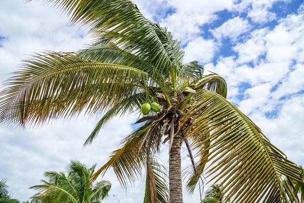 Royal Palms Cuba — Foto de Stock