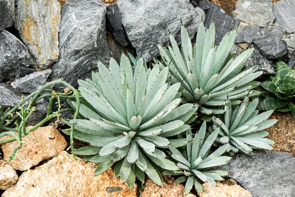 Agave Plant, Parryi — Stock Photo, Image