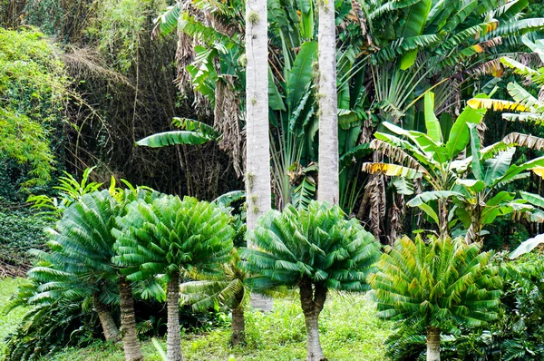 Three small royal palms — Stock Photo, Image