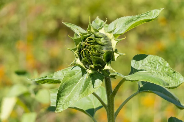 Girasole con bocciolo di fiore — Foto Stock