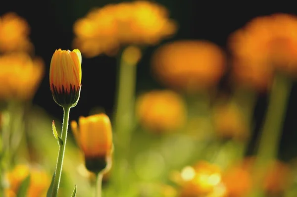 Flores de calêndula — Fotografia de Stock