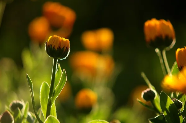 Goudsbloem bloemen — Stockfoto