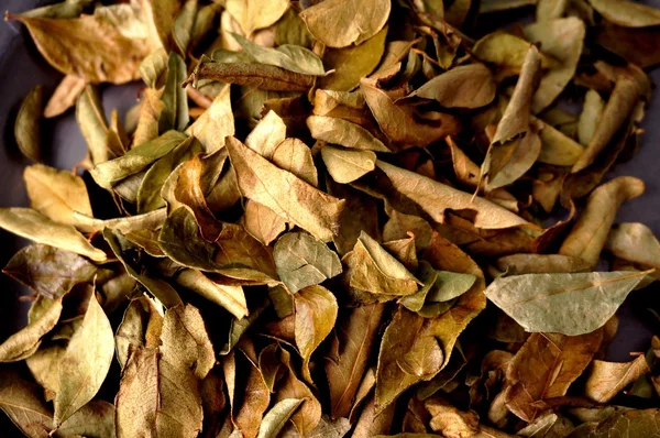 Folhas de caril — Fotografia de Stock