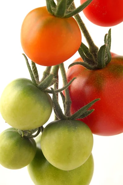 Tomates — Foto de Stock