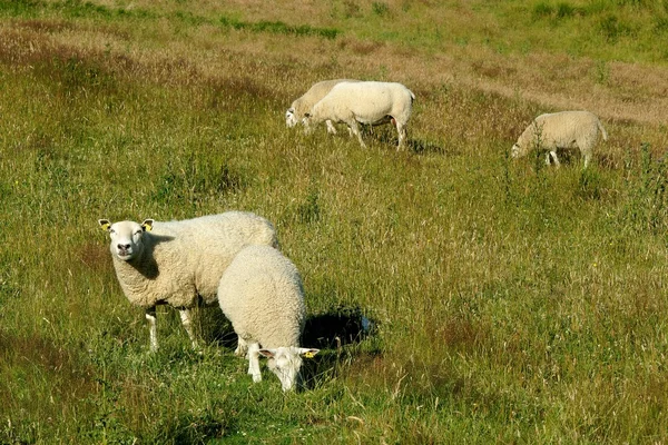 Πρόβατα στο χωράφι — Φωτογραφία Αρχείου
